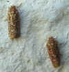 Adult Juniper Budworm